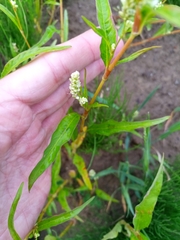 Persicaria lapathifolia