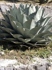 Agave ovatifolia