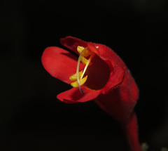 Ruellia asperula