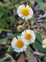 Erigeron quercifolius