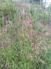 Bromus inermis