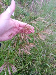 Bromus inermis