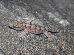 Elasmodactylus tuberculosus