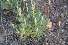 Artemisia pauciflora