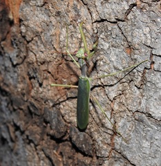 Austromantis albomarginata