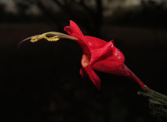 Ruellia asperula