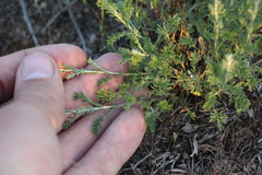 Artemisia pauciflora