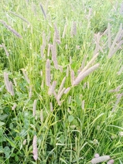 Phleum pratense