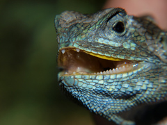 Acanthocercus branchi