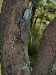 Acanthocercus branchi