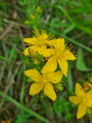 Hypericum × desetangsii