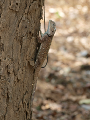 Acanthocercus branchi