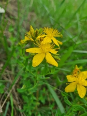 Hypericum × desetangsii