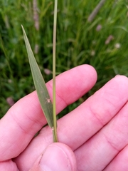 Phleum pratense