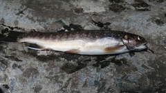 Salvelinus malma