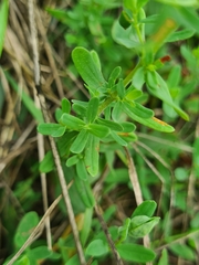 Hypericum × desetangsii