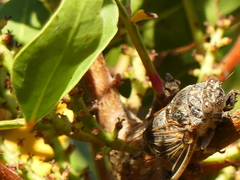 Cicadatra atra