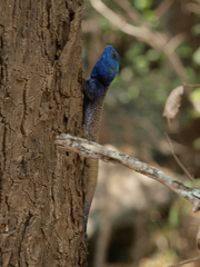 Acanthocercus branchi