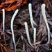 Clavaria falcata - Photo (c) Christian Schwarz, some rights reserved (CC BY-NC), uploaded by Christian Schwarz