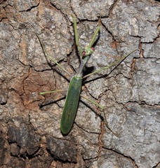 Austromantis albomarginata