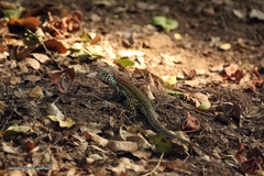 Aspidoscelis costatus