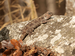 Acanthocercus branchi