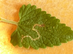 Phytomyza nepetae