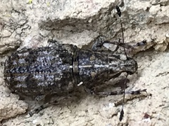 Meconemus infuscatus