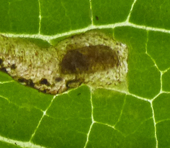 Phytomyza nepetae