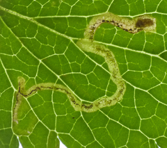 Phytomyza nepetae