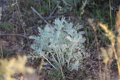 Artemisia fragrans