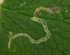 Phytomyza nepetae