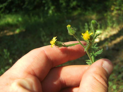 Senecio viscosus iNat (2)
