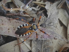 Rhynocoris punctiventris