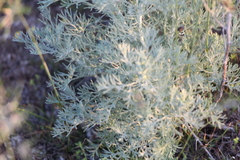 Artemisia fragrans