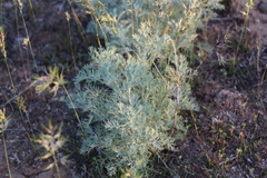 Artemisia fragrans