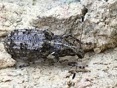 Meconemus infuscatus