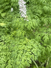 Corydalis caseana brandegeei