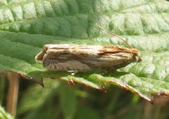 Eucosma olivaceana