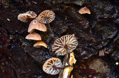 Micromphale arbuticola