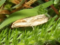 Eucosma olivaceana