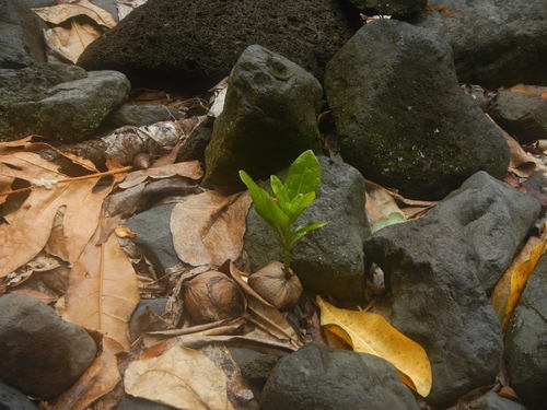Barringtonia asiatica