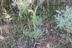 Prangos odontalgica