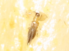 Thrips tabaci