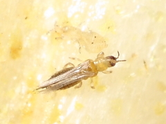 Thrips tabaci