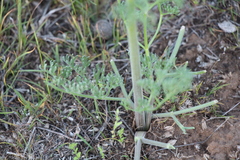 Prangos odontalgica