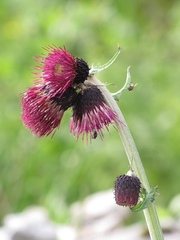 Cirsium greimleri
