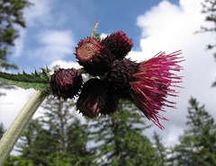 Cirsium greimleri