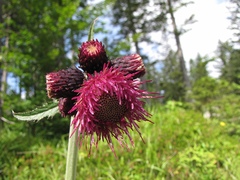 Cirsium greimleri