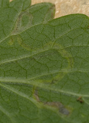 Phytomyza nepetae